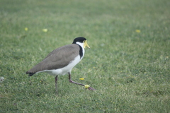 Vanellus miles novaehollandiae