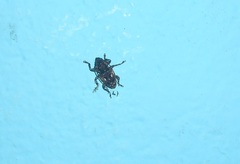 Aegomorphus circumflexus