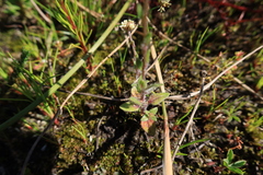 Phyllopodium capillare