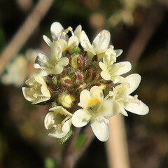 Phyllopodium capillare