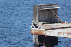 Phalacrocorax varius