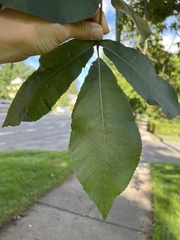 Carya laciniosa
