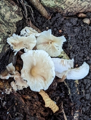 Mycena galericulata