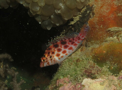 Photo of Coral hawkfish (Cirrhitichthys oxycephalus)