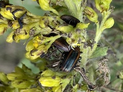 Microrhopala vittata