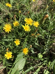 Crepis capillaris