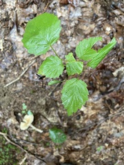 Thalictrum pubescens