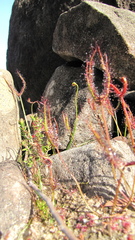 Drosera binata