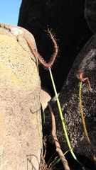 Drosera binata