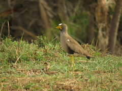 Vanellus senegallus