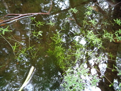 Callitriche palustris