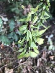 Epipactis helleborine