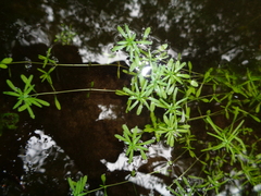 Callitriche palustris