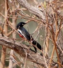 Laniarius atrococcineus