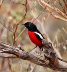 Laniarius atrococcineus
