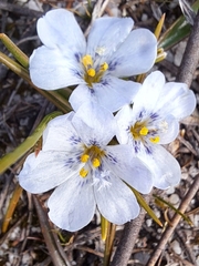 Eurystigma