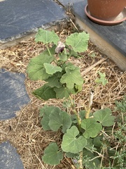 Alcea rosea