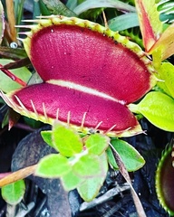 Dionaea muscipula