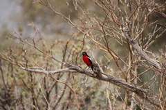 Laniarius atrococcineus