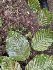 Litylenchus crenatae