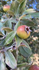 Pyrus elaeagrifolia