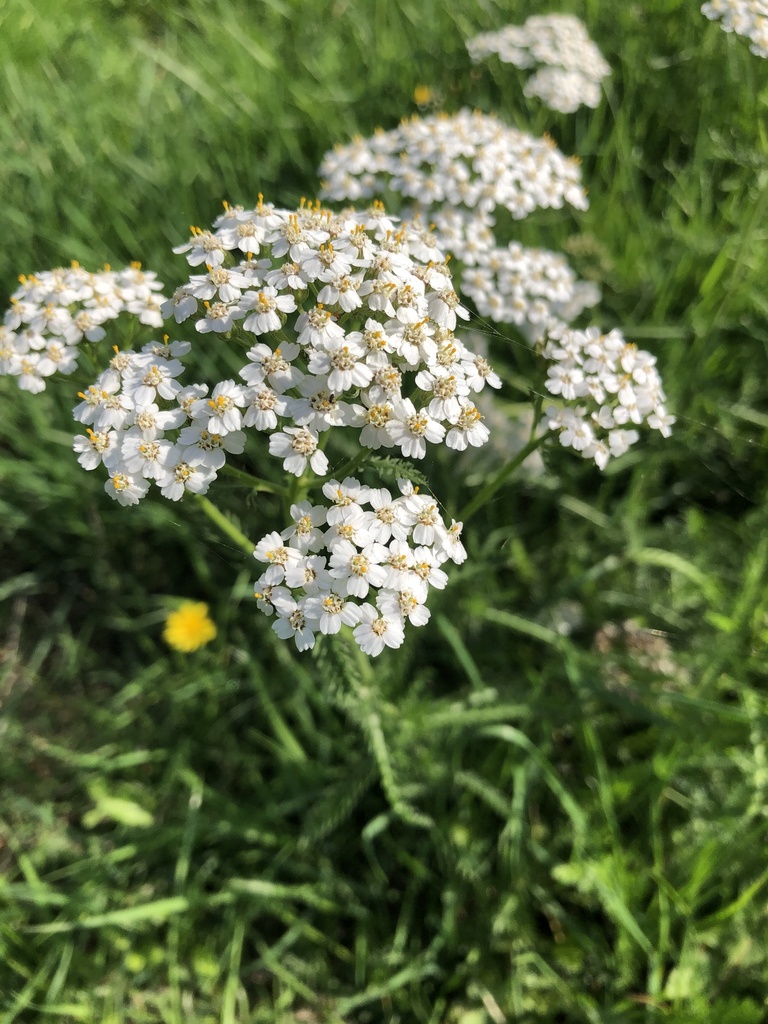 Alaska Herbal Solutions - Yarrow Yarrow is one of my favorite flowers. Food  uses: The leaves are the most edible, and flavorful part of the plant.  Dried, you can use it as