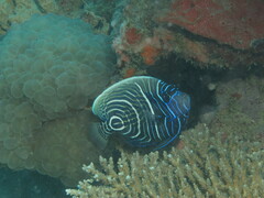 Pomacanthus imperator