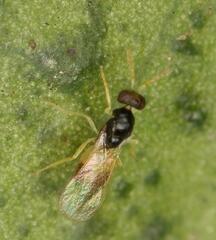 Eulophinae