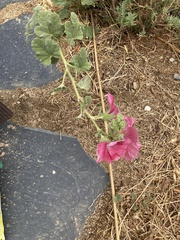 Alcea rosea