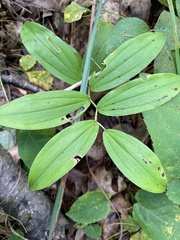 Maianthemum