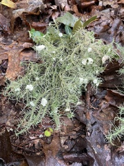 Usnea strigosa