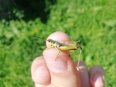 Podismopsis poppiusi