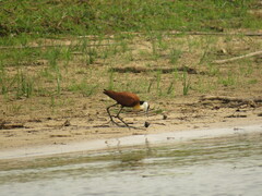 Actophilornis africanus
