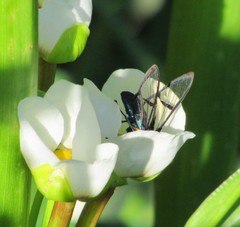 Nyridela acroxantha