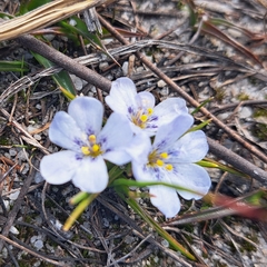 Eurystigma
