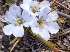 Eurystigma