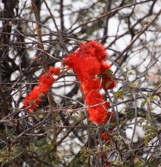 Combretum platypetalum