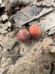 Kokkocynips imbricariae