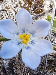 Eurystigma