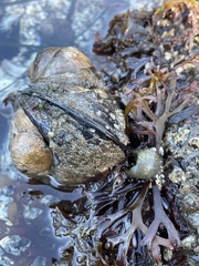 Chondrus crispus