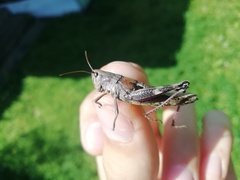 Podismopsis poppiusi