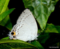 Tajuria cippus maxentius