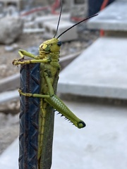Tropidacris cristata