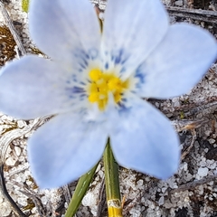 Eurystigma