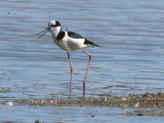 Himantopus mexicanus melanurus