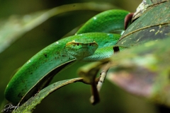 Tropidolaemus subannulatus