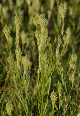 Ptilotus polystachyus