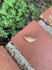 Bulimulus bonariensis