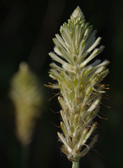 Ptilotus polystachyus
