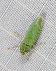 Draeculacephala inscripta